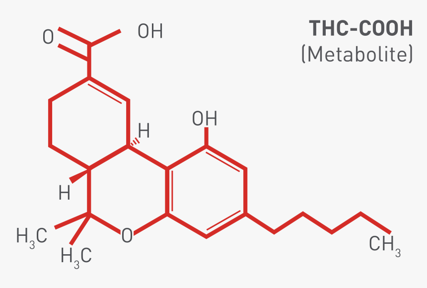 Thc-cooh Marijuana Metabolite - Formula Do Thc, HD Png Download