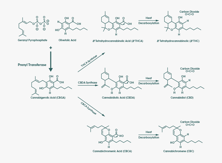 Diagram - Tetrahydrocannabivarin Thcv Synthase, HD Png Download