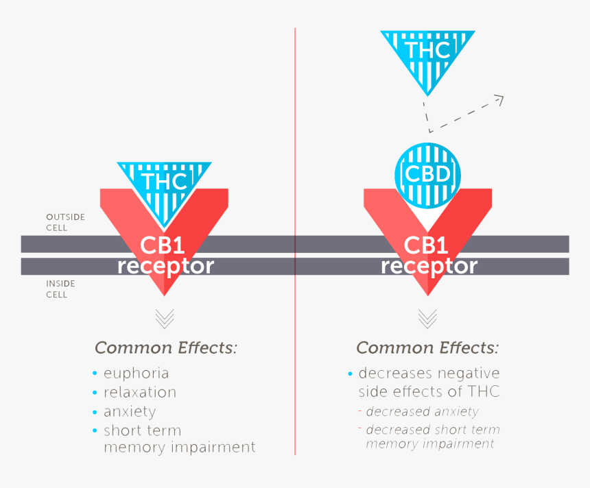 While Thc Has A High Affinity For Cb 1, Cbd Does Not - Faah Cbd, HD Png Download
