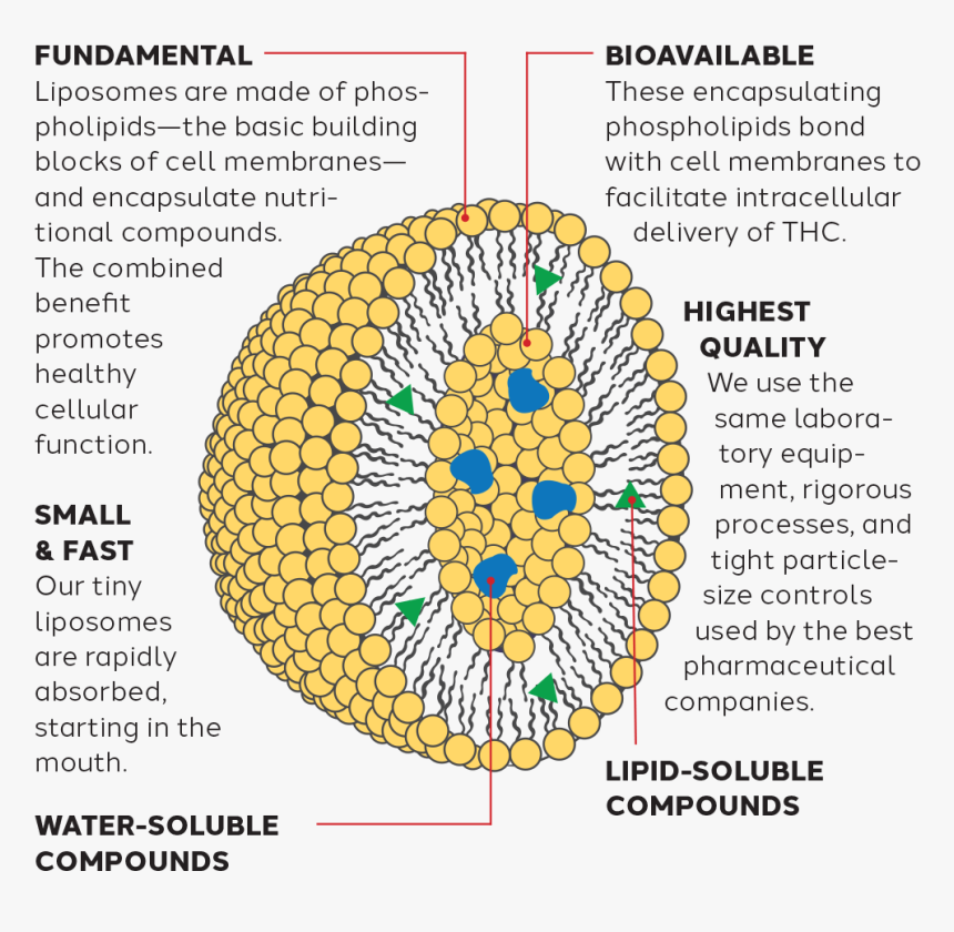 Water Soluble Liposome - Circle, HD Png Download