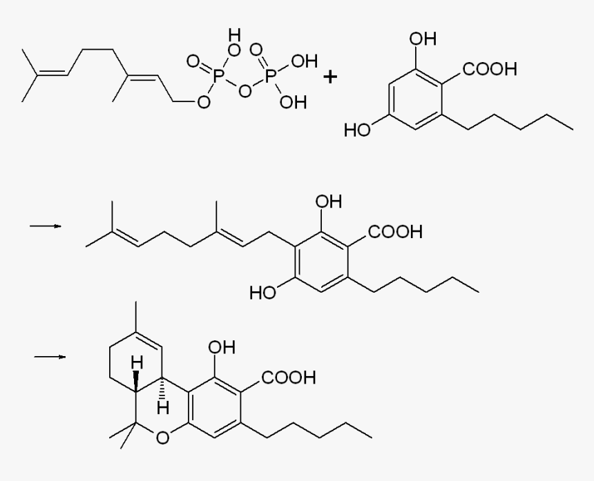 Thc-cooh Biosynthesis - Thc, HD Png Download