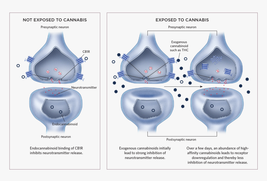 Diagram, HD Png Download