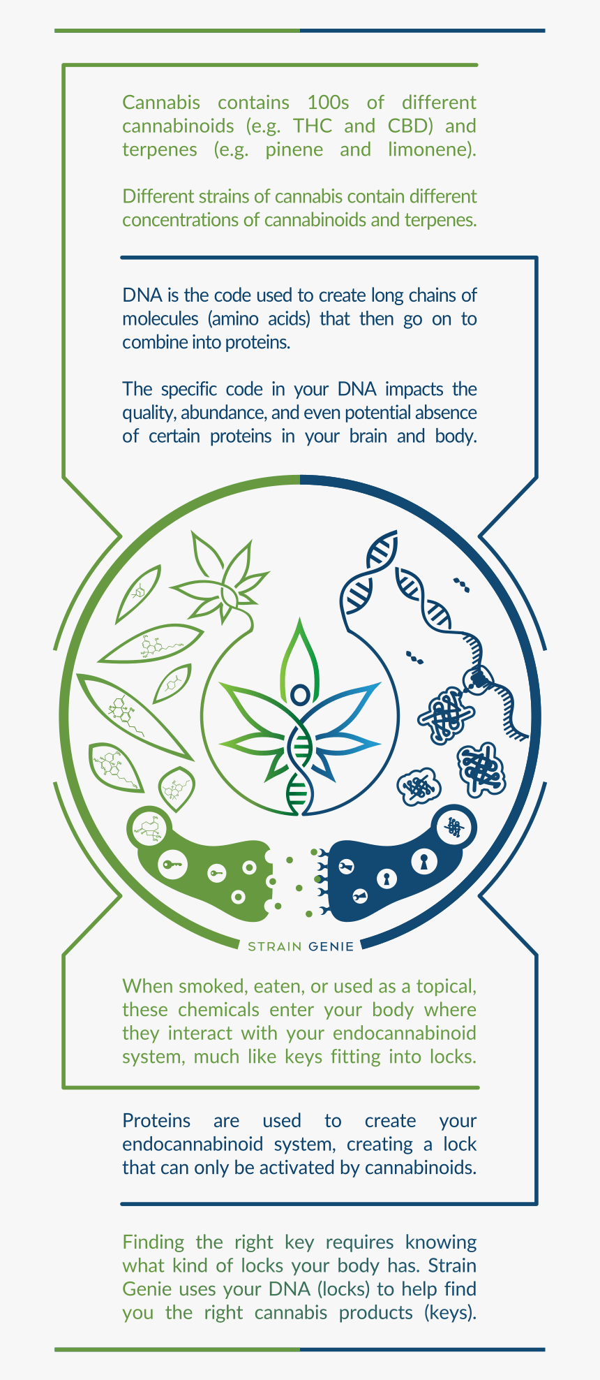 Endocannabinoid System Png, Transparent Png