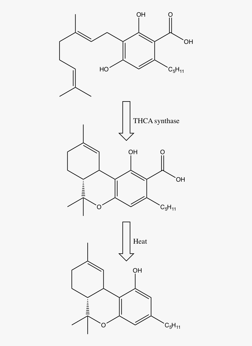 Gardner Thc Pic2 - Precursors To Thc, HD Png Download