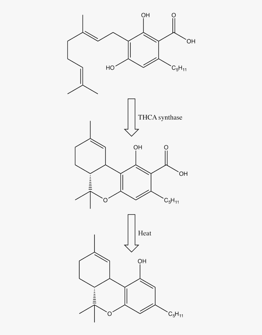Precursors To Thc, HD Png Download