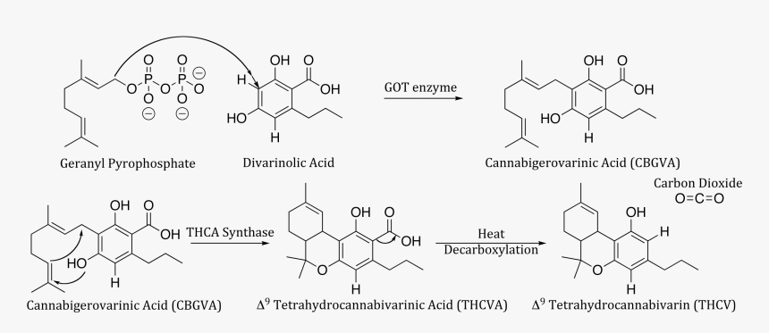 Genetic Code For Marijuana, HD Png Download