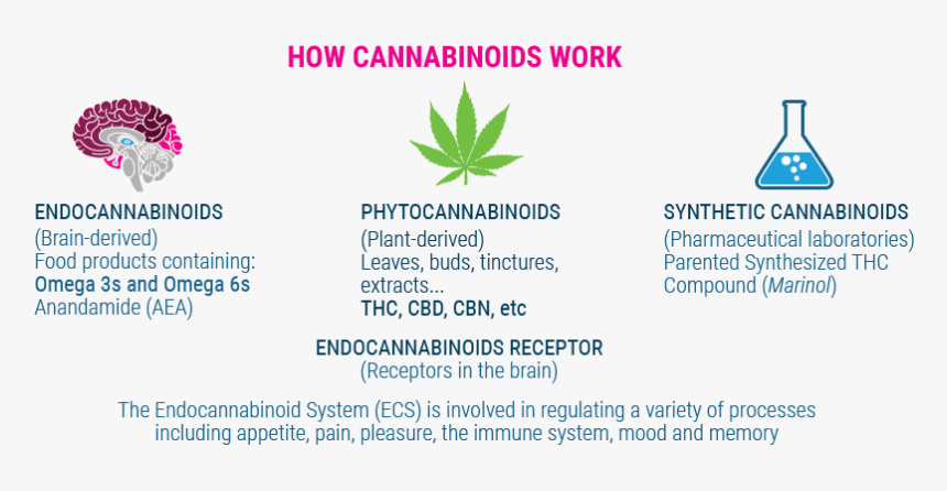 How Cannabinoids Work - Military Rank, HD Png Download