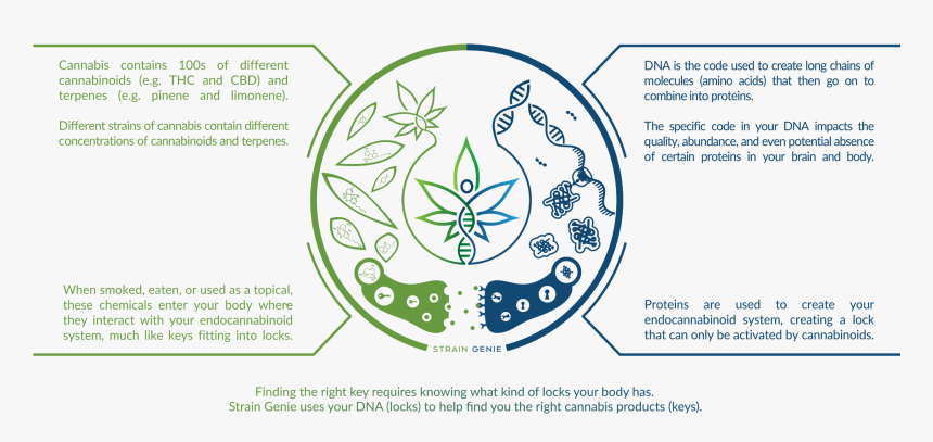 Endocannabinoid System Png, Transparent Png