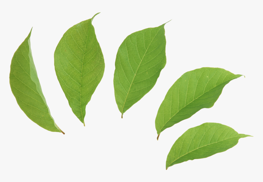 Falling Green Leaf Png, Transparent Png