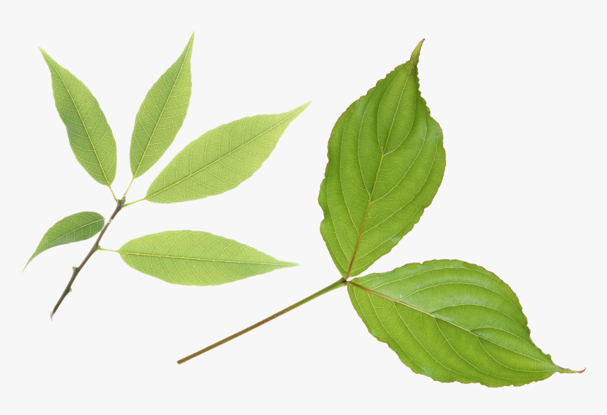 Green Leaf Png - Portable Network Graphics, Transparent Png