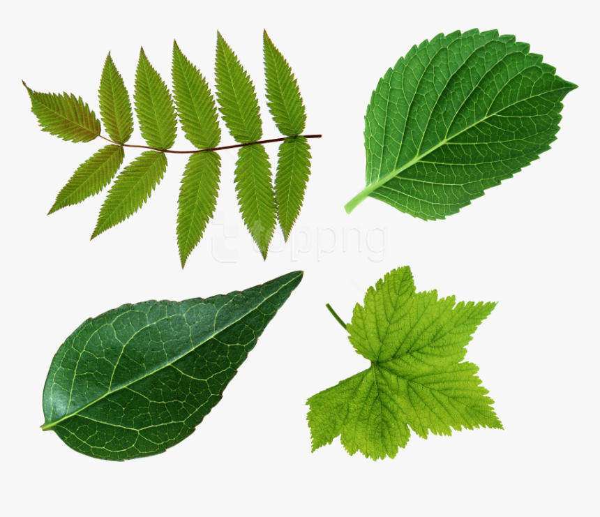 Elm - Leaf Png, Transparent Png