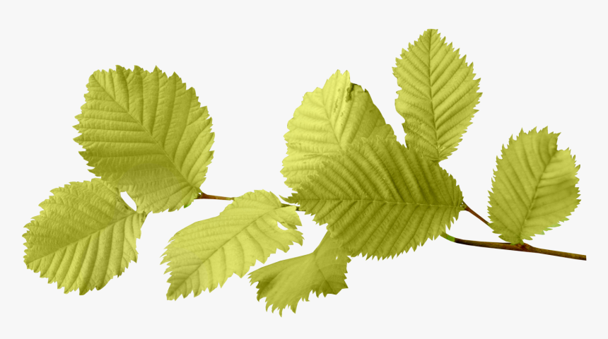 Elm - Leaf Png, Transparent Png