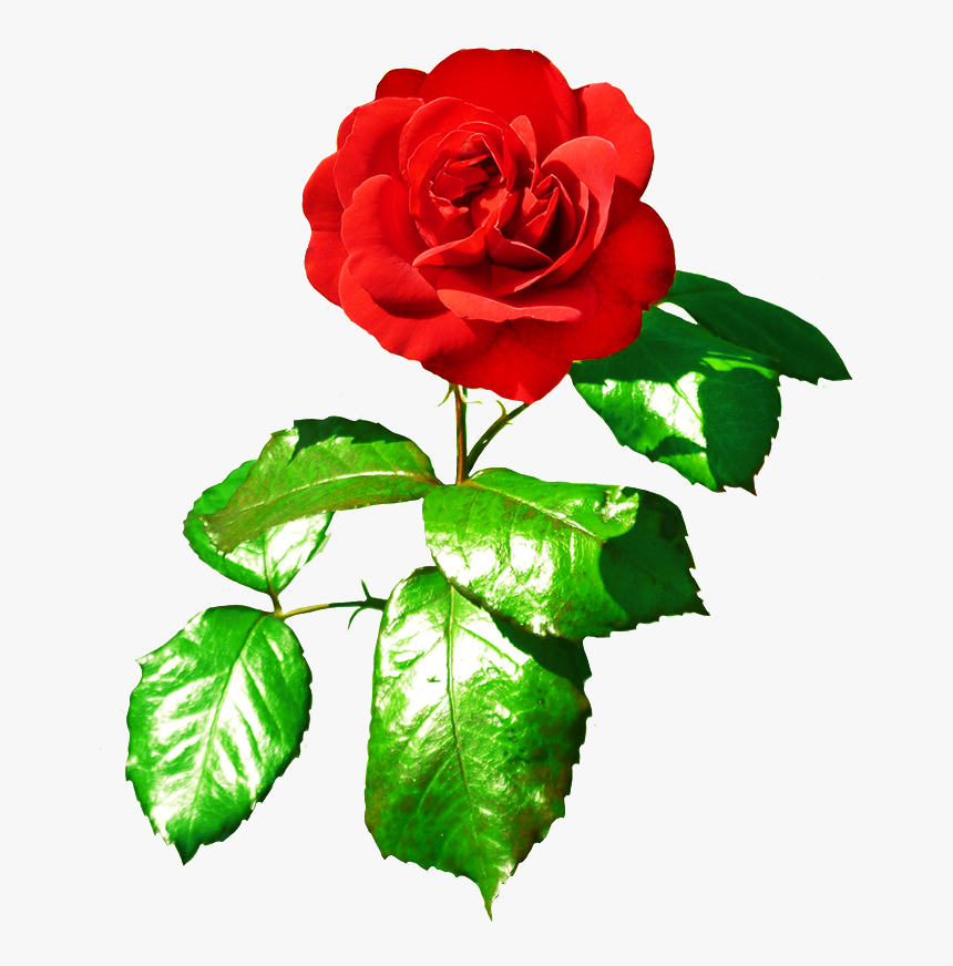 Red Red Rose With Leaves - Red Rose With Green Leaves, HD Png Download
