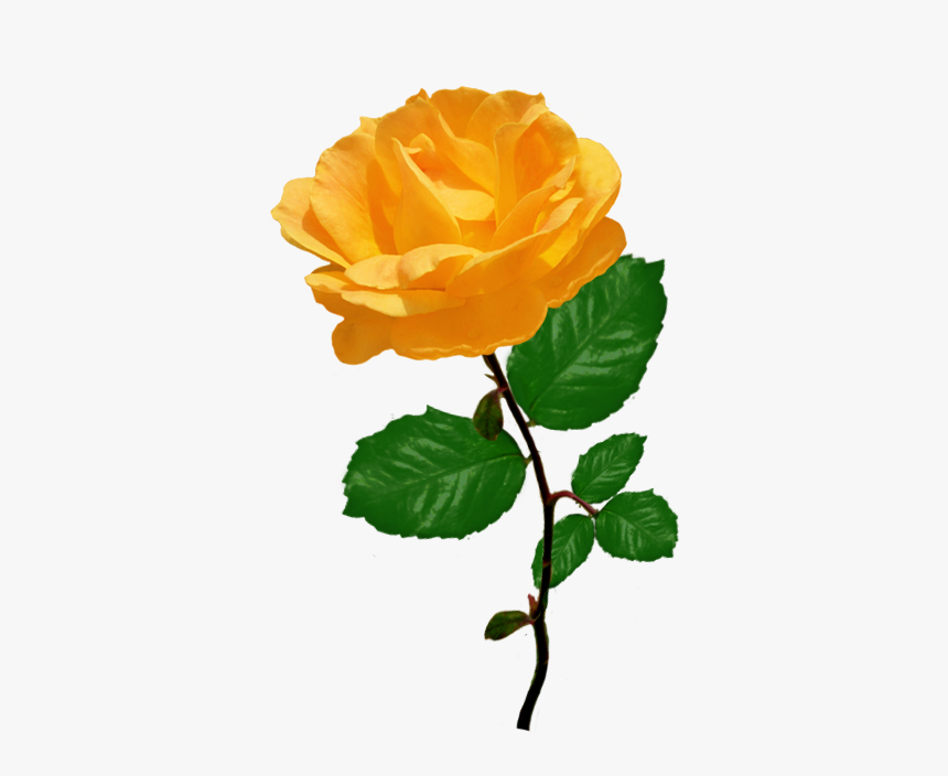 Orange Rose Clipart With Leaves Stalk Of Roses Yellow, HD Png