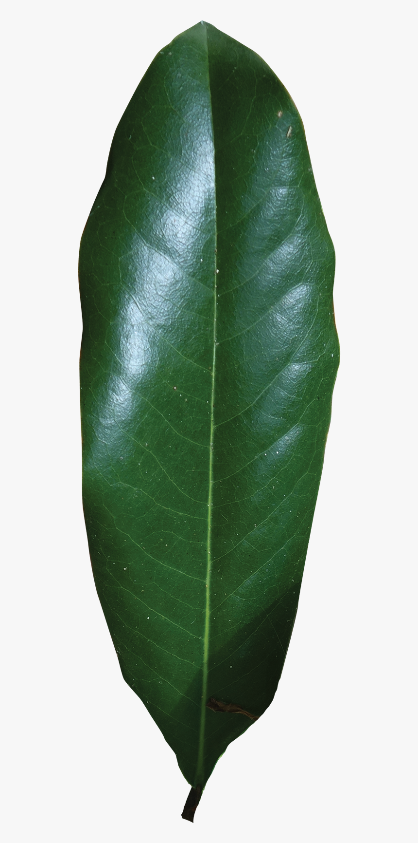 Magnolia Single Leaf , Png Download - Magnolia Leaf Png, Transparent Png