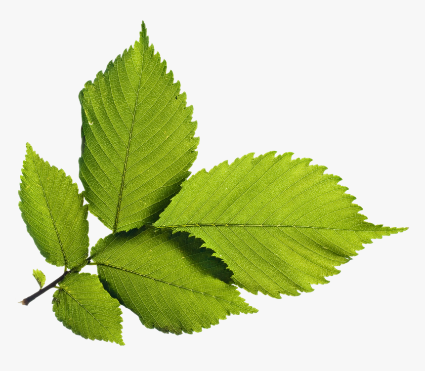 Elm - Ulmus Alata, HD Png Download