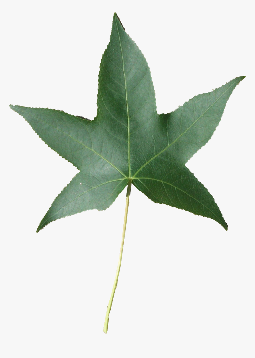 Fall Speech Therapy Activities - Sweetgum Leaf Png, Transparent Png