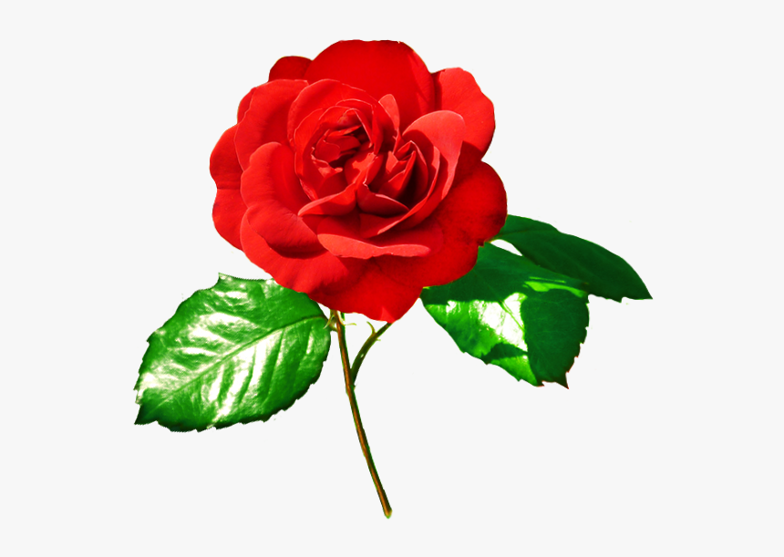 Rose Image Red Rose - Red Rose With Green Leaves, HD Png Download