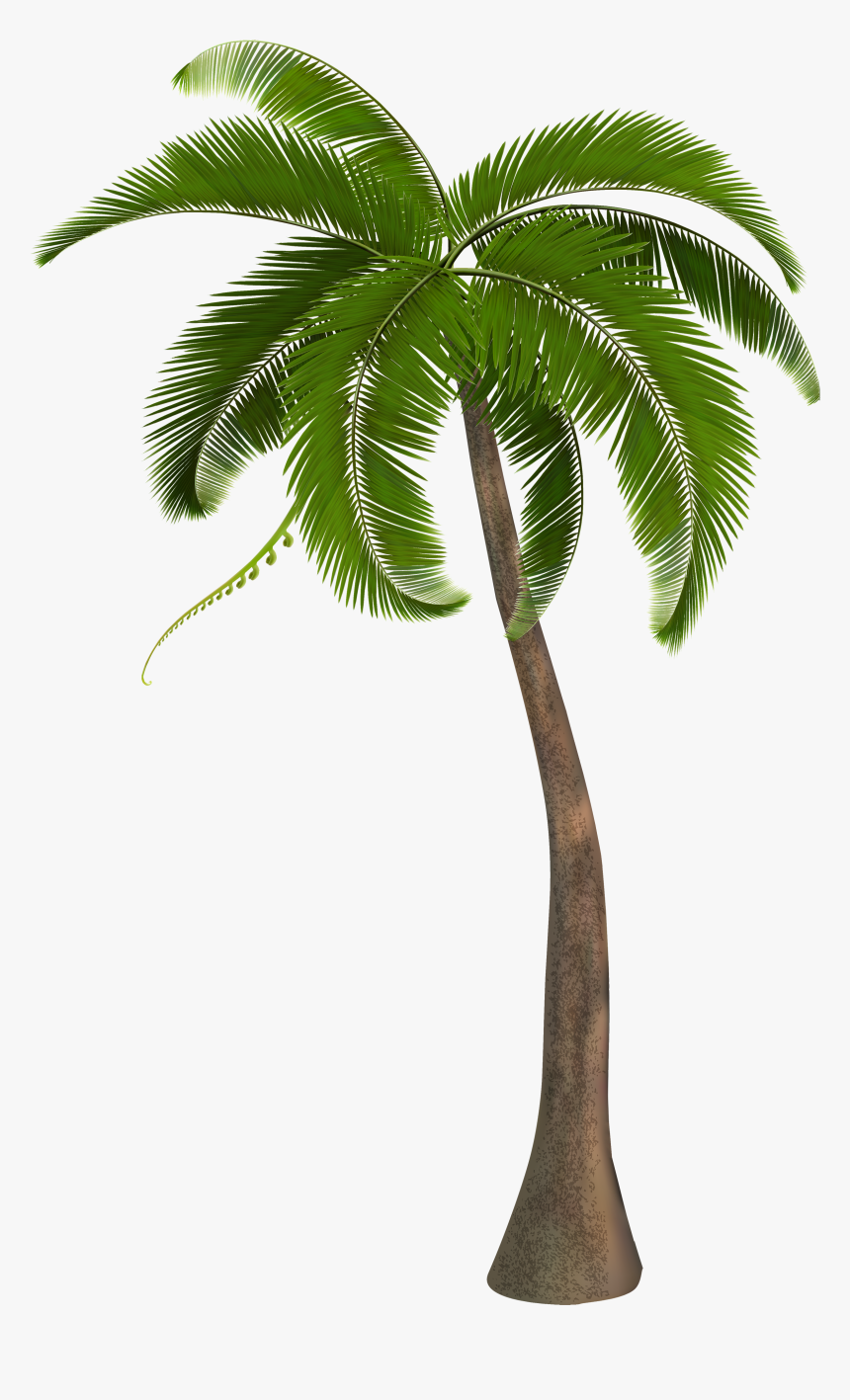 Palm Tree Png Hd, Transparent Png