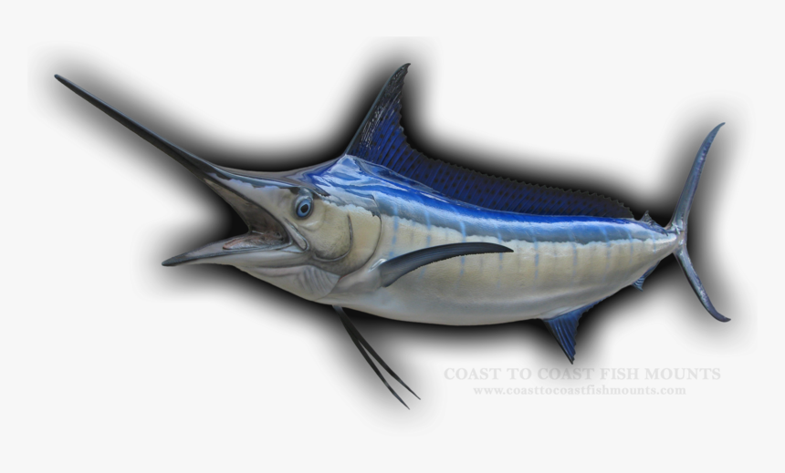 Transparent Marlin Fish Png - Atlantic Blue Marlin, Png Download
