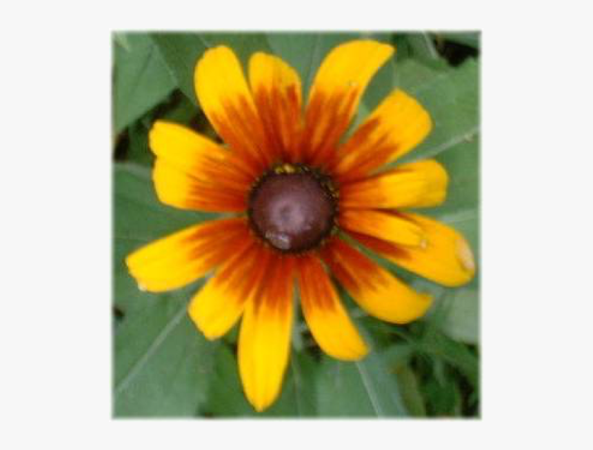 Black Eyed Susan Type Flower, HD Png Download