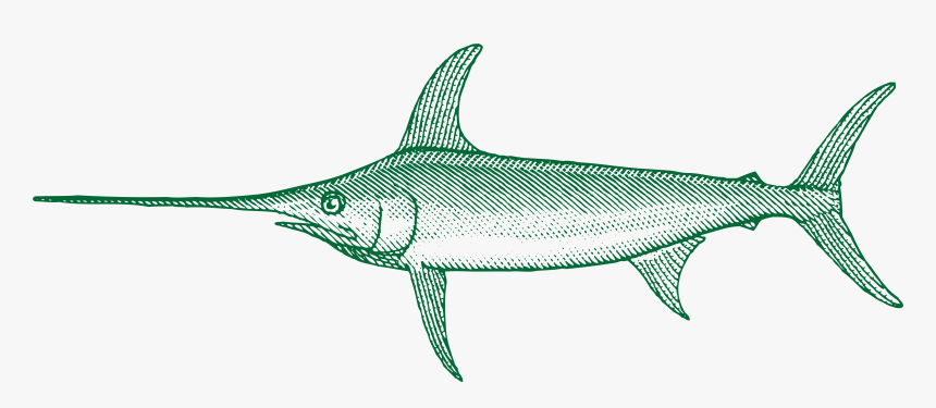 Transparent Marlin Fish Png - Swordfish, Png Download