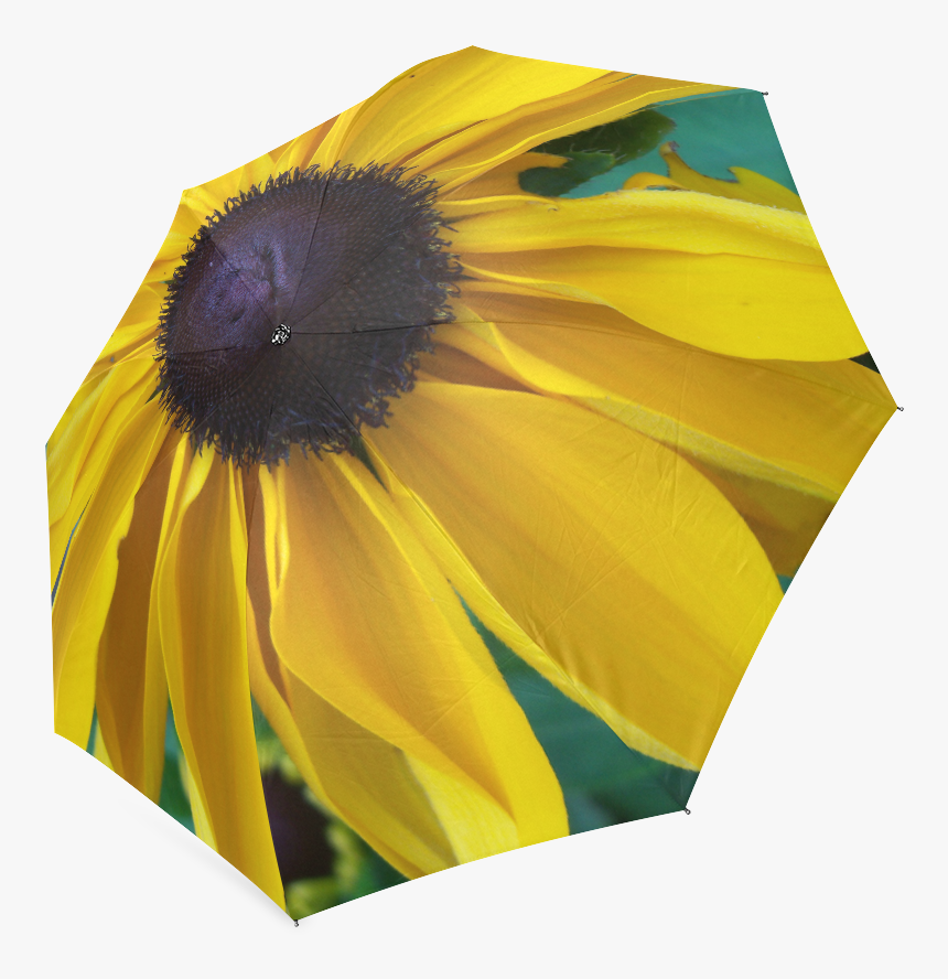 Transparent Black Eyed Susan Clipart - Sunflower, HD Png Download