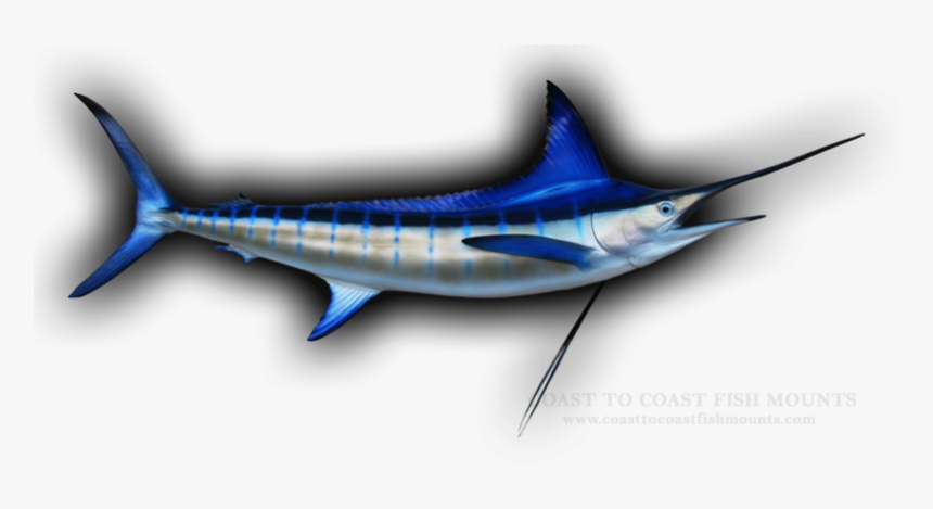 Atlantic Blue Marlin, HD Png Download