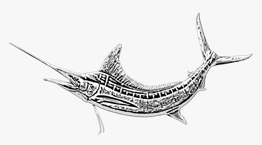 Marlin Fish, Sword Fish, Game Fishing, Marlin, Fishing - Atlantic Blue Marlin, HD Png Download