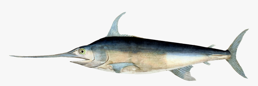 Histoire Naturelle Des Poissons George Cuvier, HD Png Download