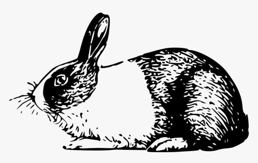 Holland Rabbit Small Clipart 300pixel Size, Free Design - Rabbit Illustrations Black And White, HD Png Download