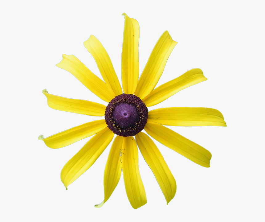 Yellow Flower, Rudbeckia, Flower, Black-eyed, Yellow - African Daisy, HD Png Download