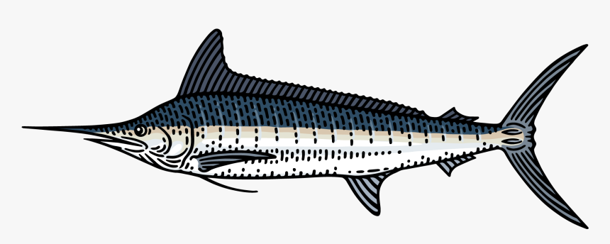 Marlin Clipart Xiphias - Spadron Fish, HD Png Download