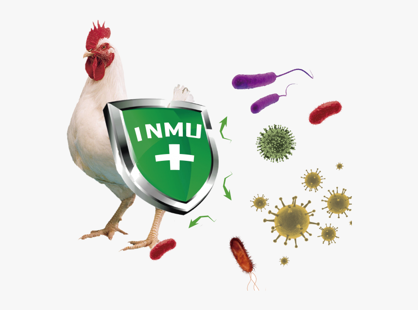 Biovet Patenta Alquernat Inmuplus - Broiler Chicken, HD Png Download