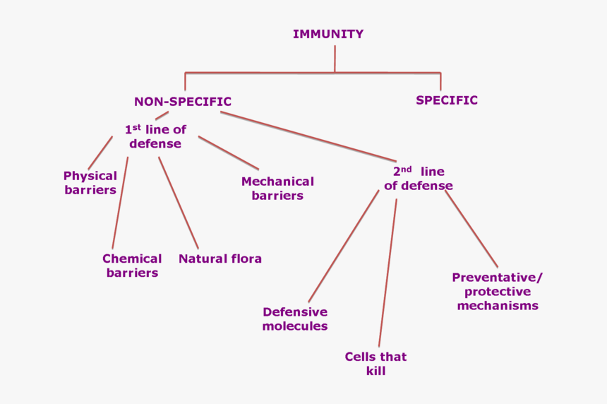 Https - //worldofbiology09 - Wikispaces - Com/biol - Mectron Mar 1, HD Png Download