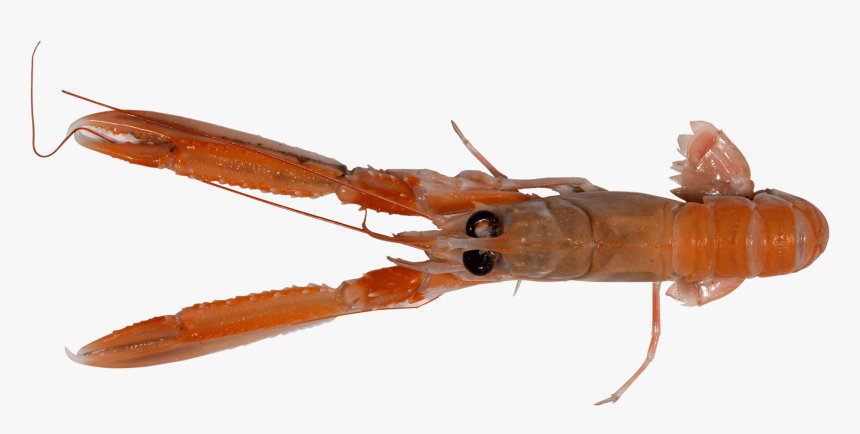 American Lobster, HD Png Download