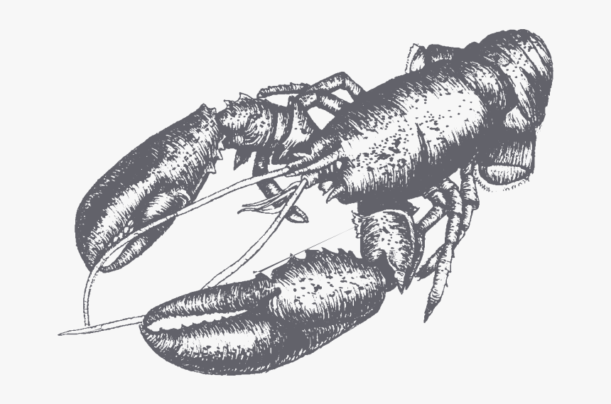 Decorative Lobster Picture - American Lobster, HD Png Download