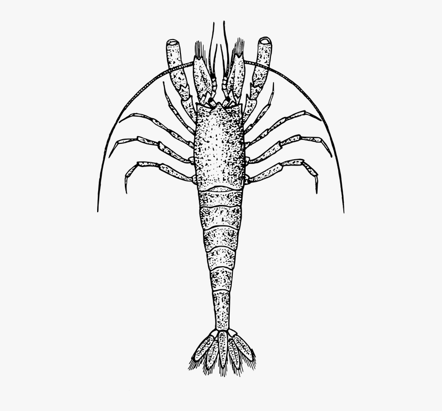 Black And White Shrimp, HD Png Download