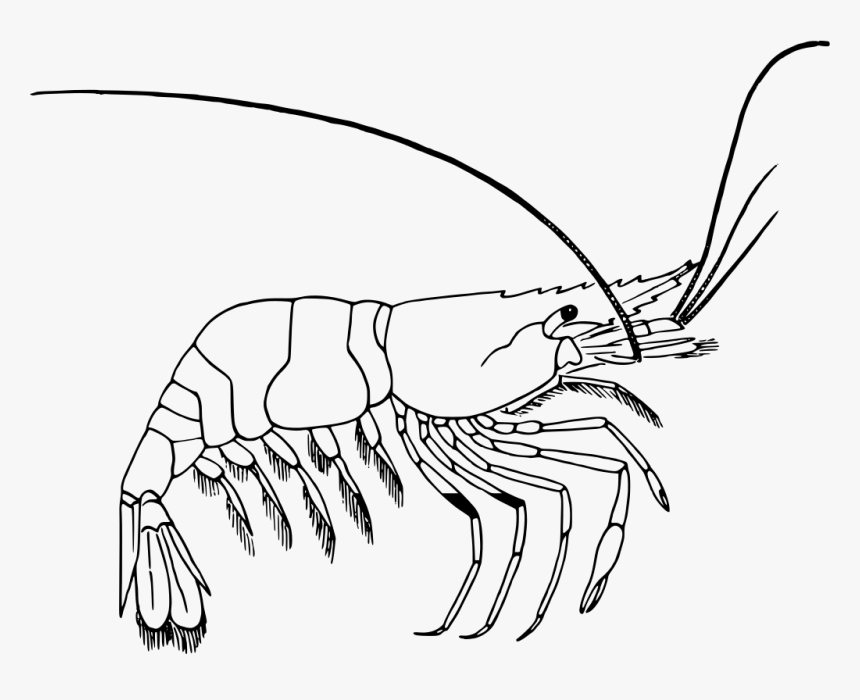 Prawn Clipart Black And White, HD Png Download