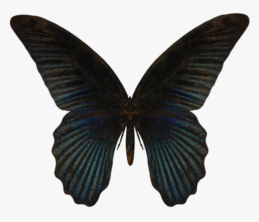Butterfly Png Image - Butterfly, Transparent Png