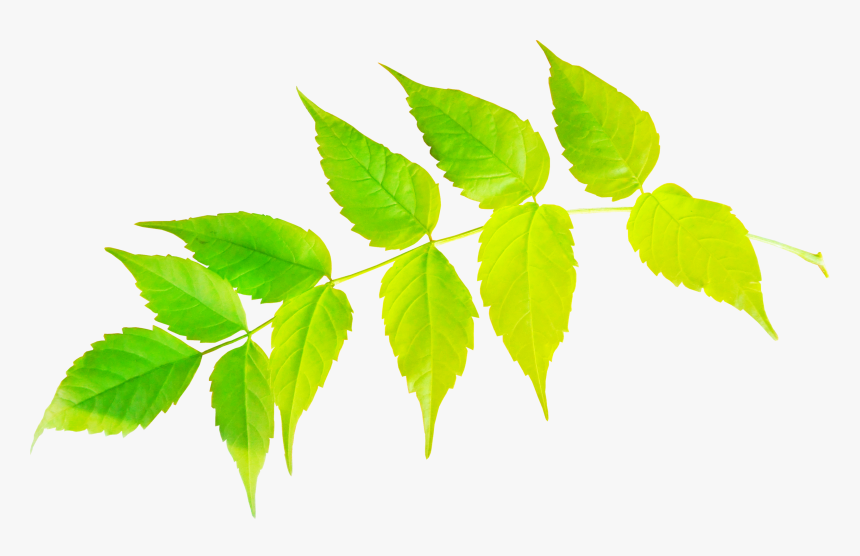 Sweet Birch, HD Png Download