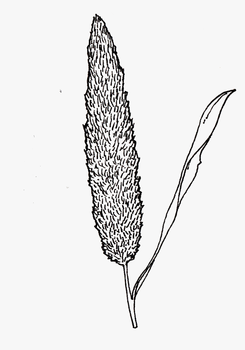 Beard - Line Art, HD Png Download