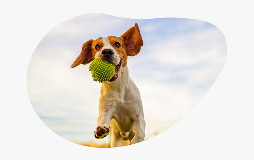 Img - Dog, HD Png Download