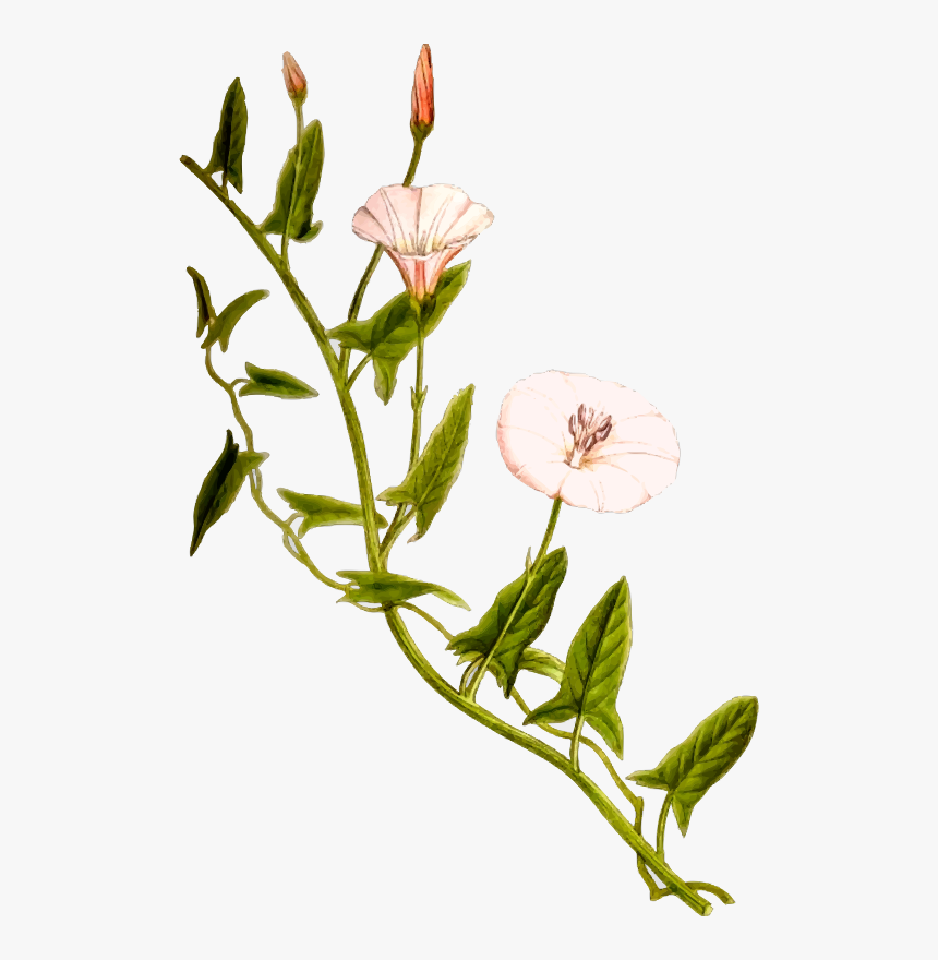 Field Bindweed - Bindweed Png, Transparent Png