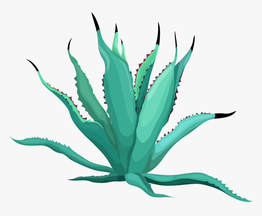 Agave Azul, HD Png Download