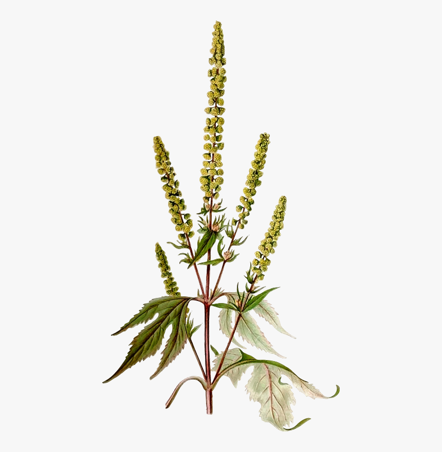 Giant Ragweed - Ragweed Png, Transparent Png