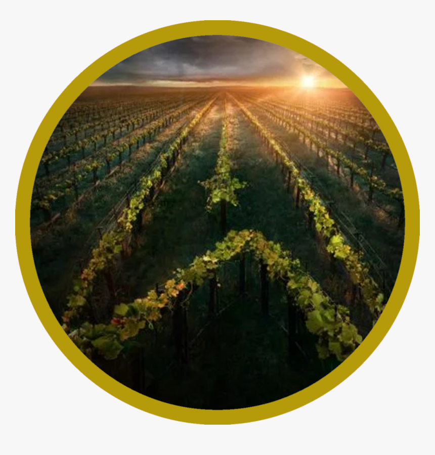 Star Trek Picard Poster, HD Png Download