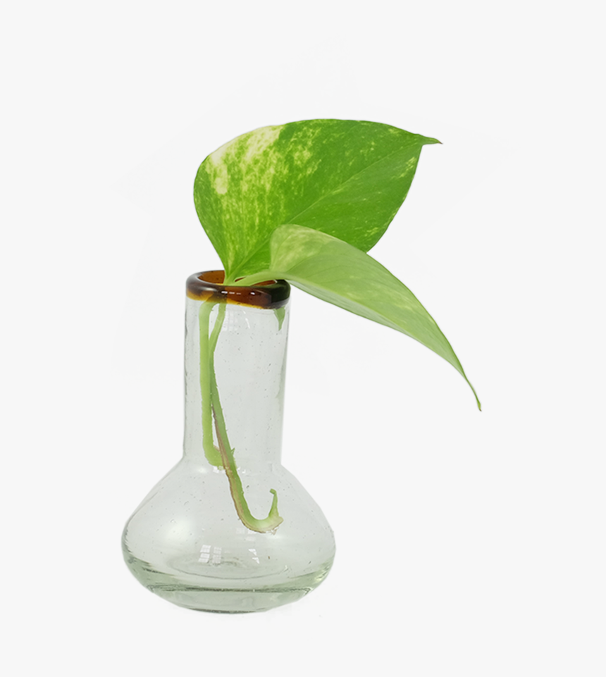 Small Amber Rim Bulb Vase 
 Class Lazyload Lazyload - Vase, HD Png Download