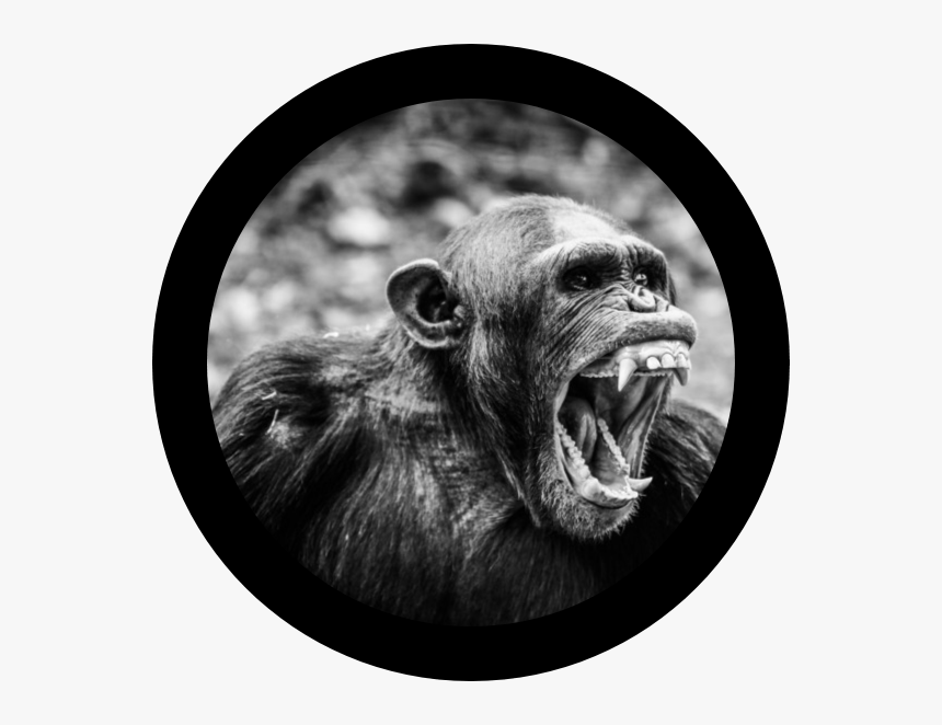 Angry Ape, HD Png Download