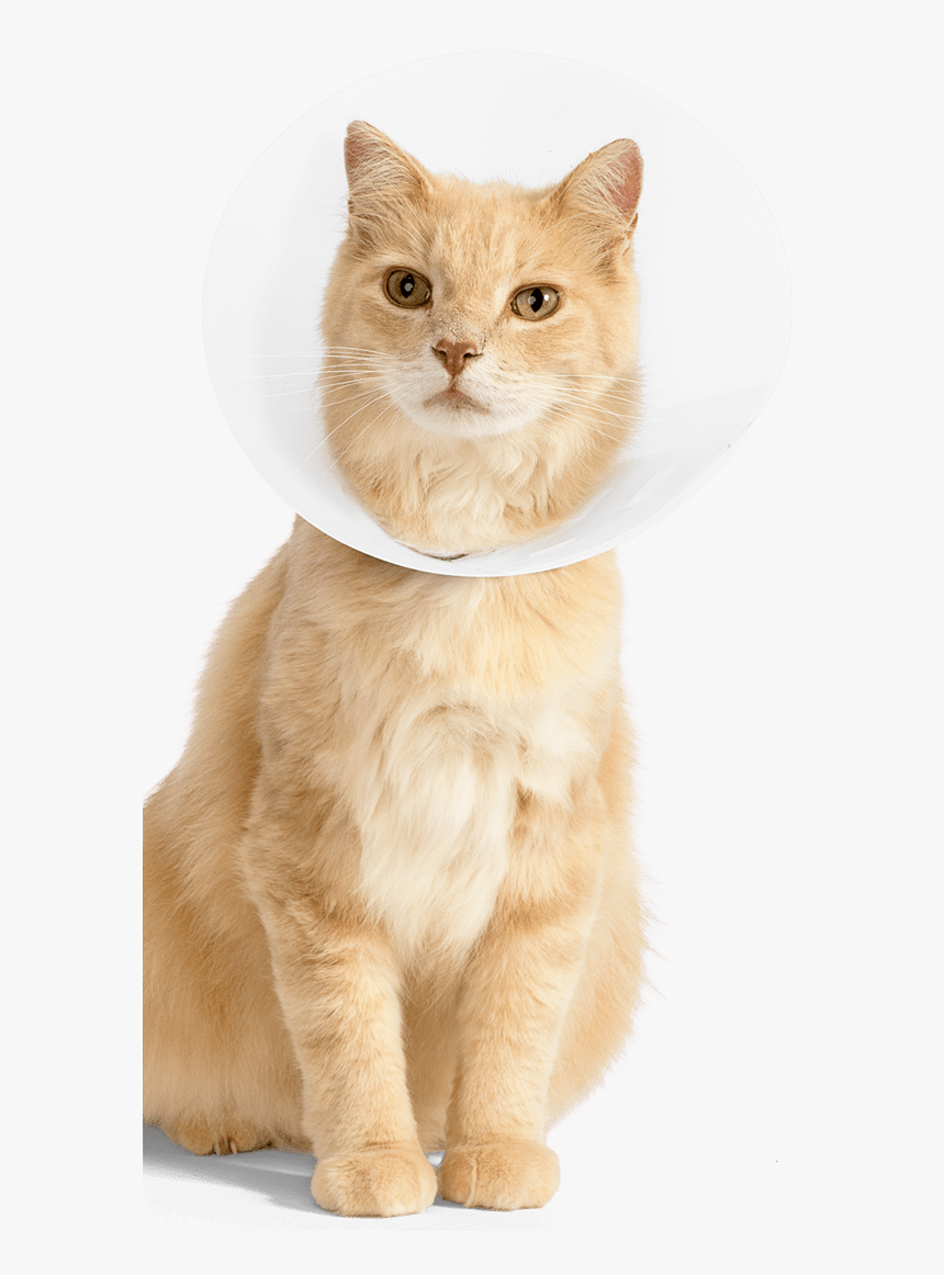 Cat In Cone Transparent, HD Png Download